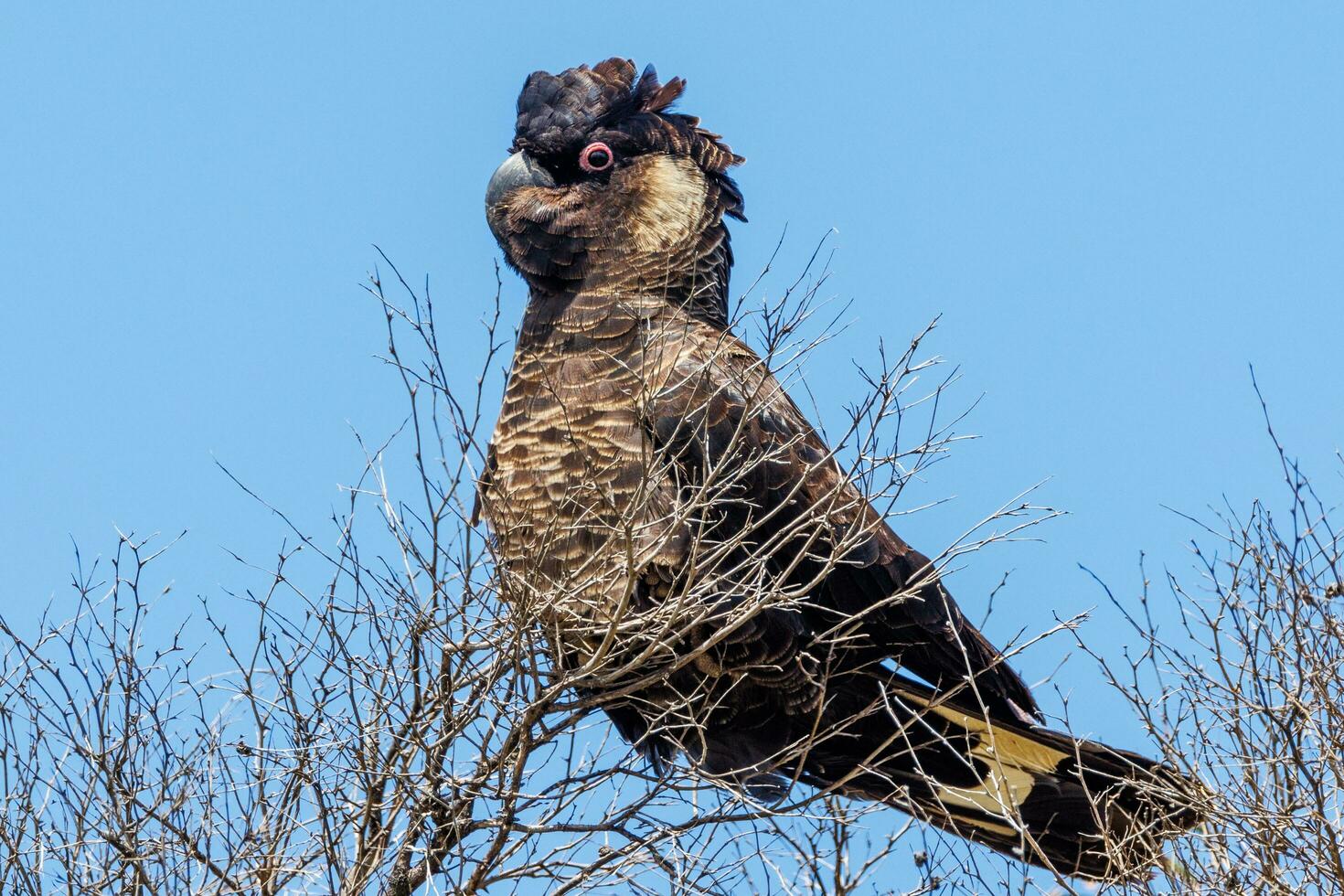Carnaby's Black Cockatoo in Australia photo