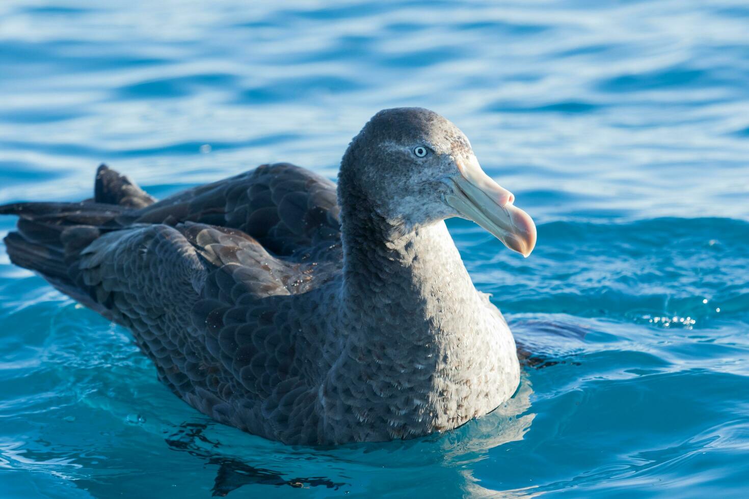 Northern Giant Petrel photo