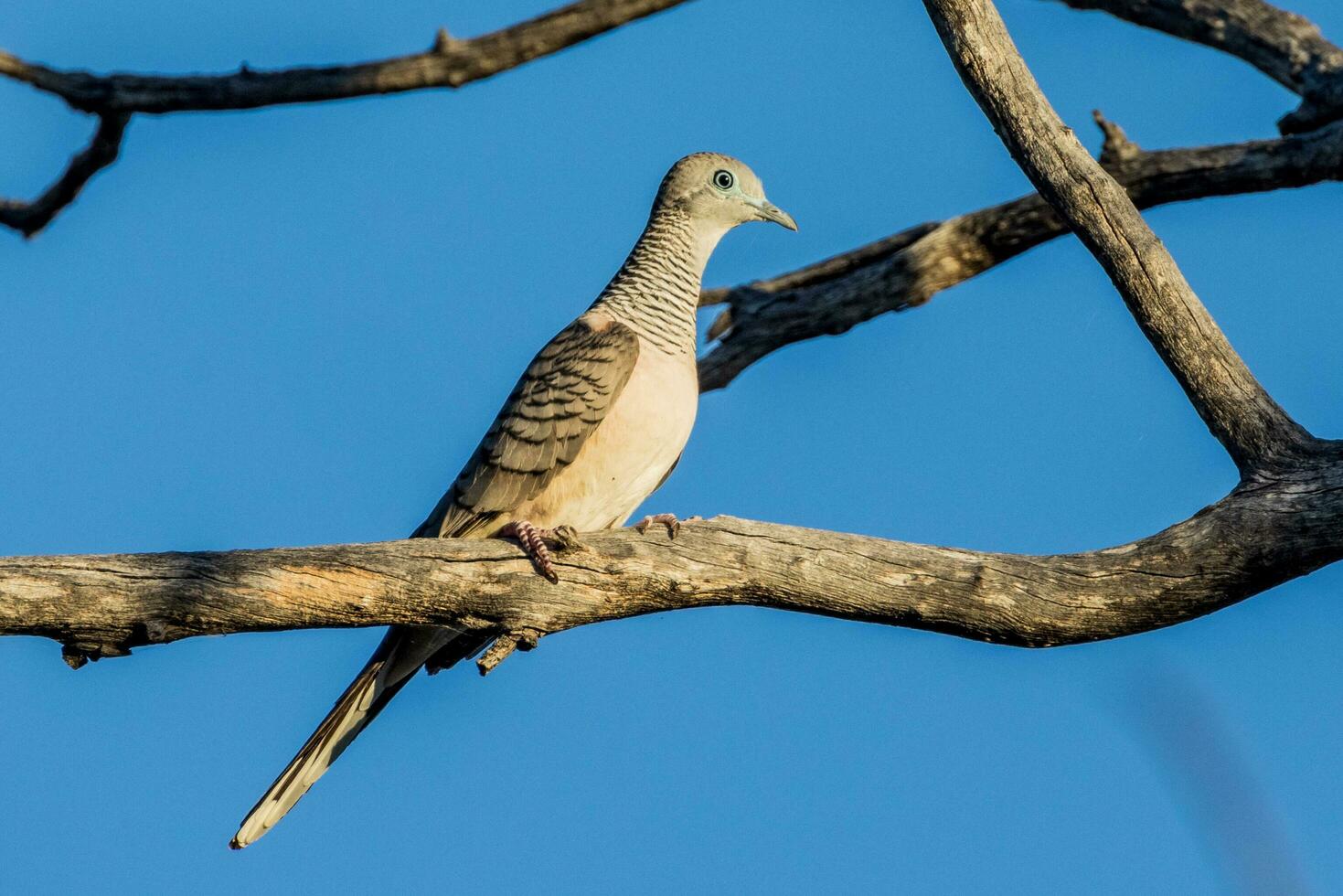 Peaceful Dove in Australia photo