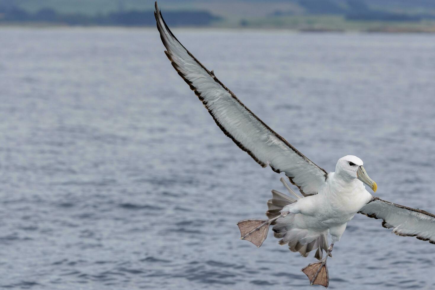 White-capped Mollymawk Albatross photo