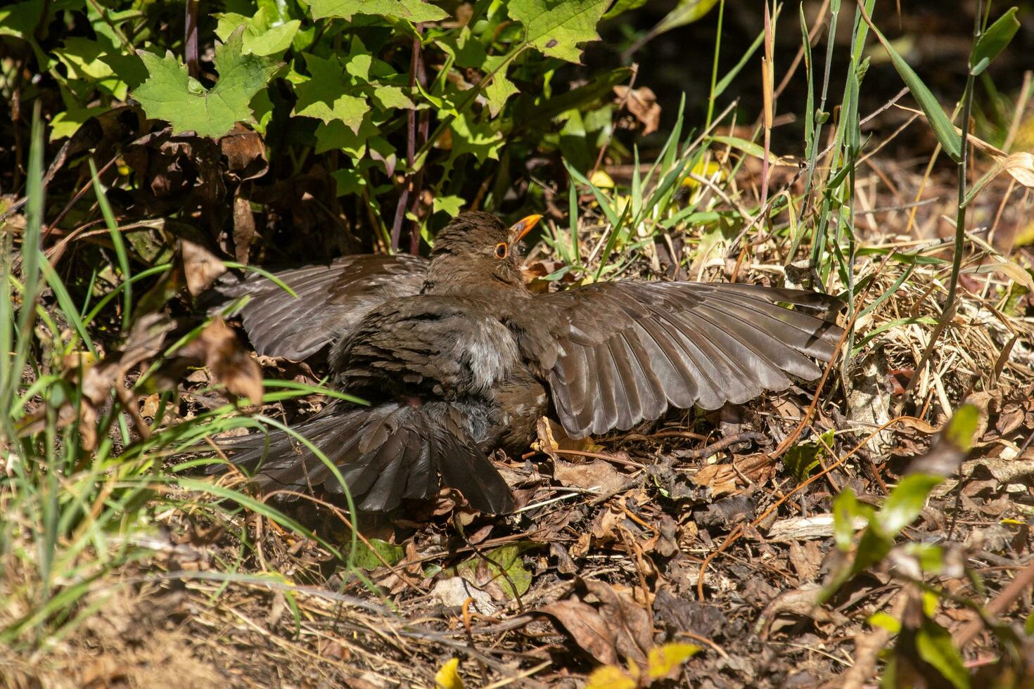 European Blackbird in Australasia photo