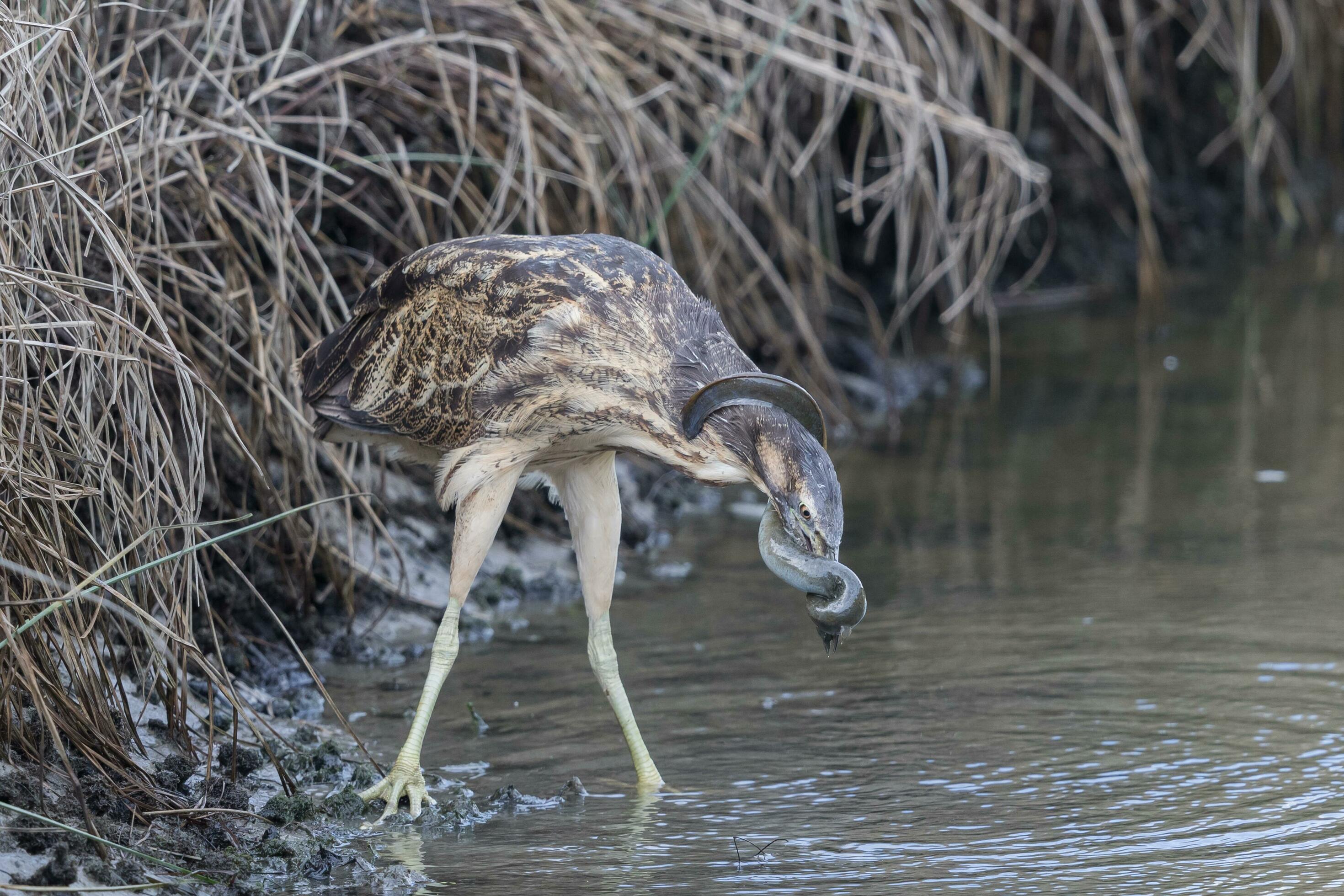 Australasian Bittern in New Zealand 24737636 Stock Photo at Vecteezy
