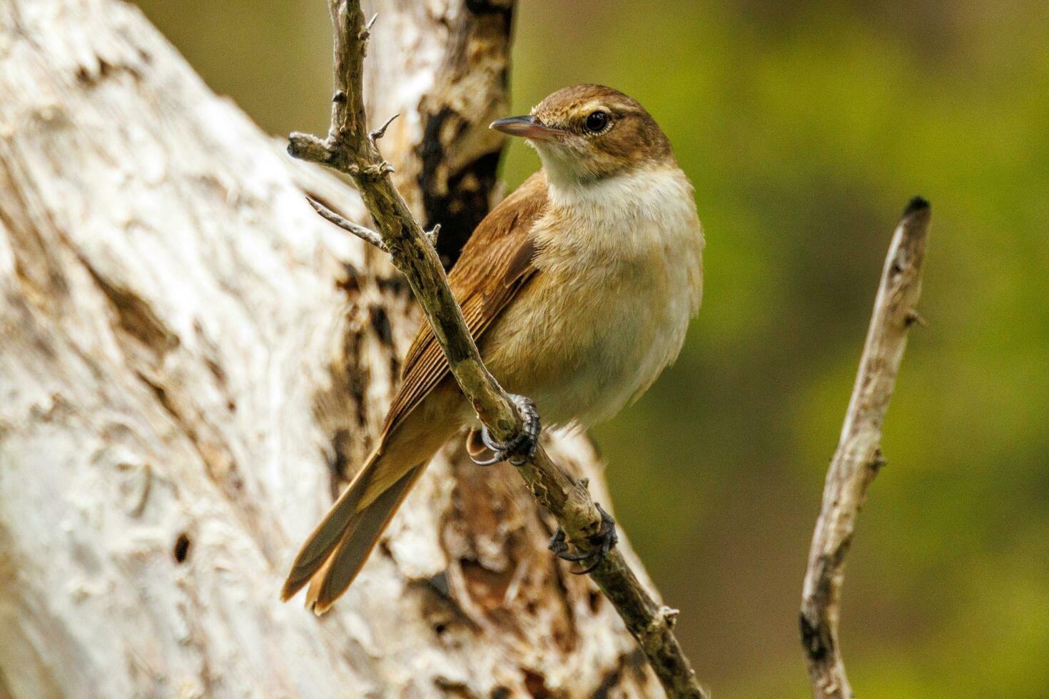 australiano Junco curruca foto