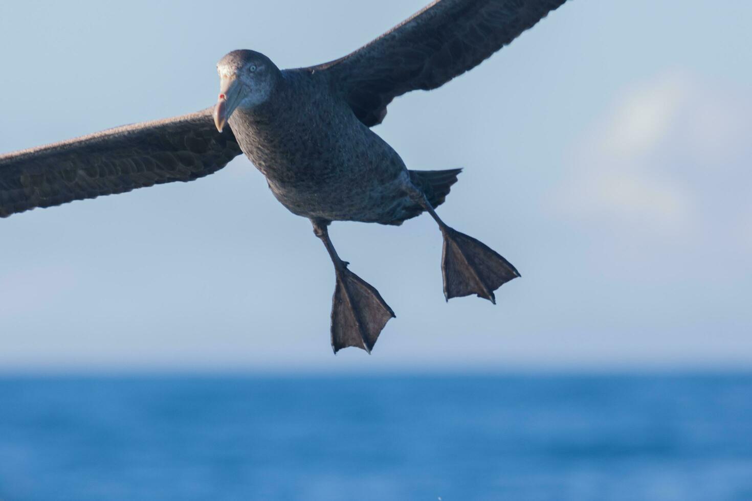 Northern Giant Petrel photo