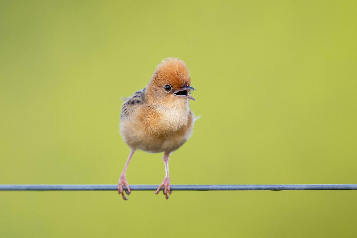 Golden-headed Cisticola in Australia photo