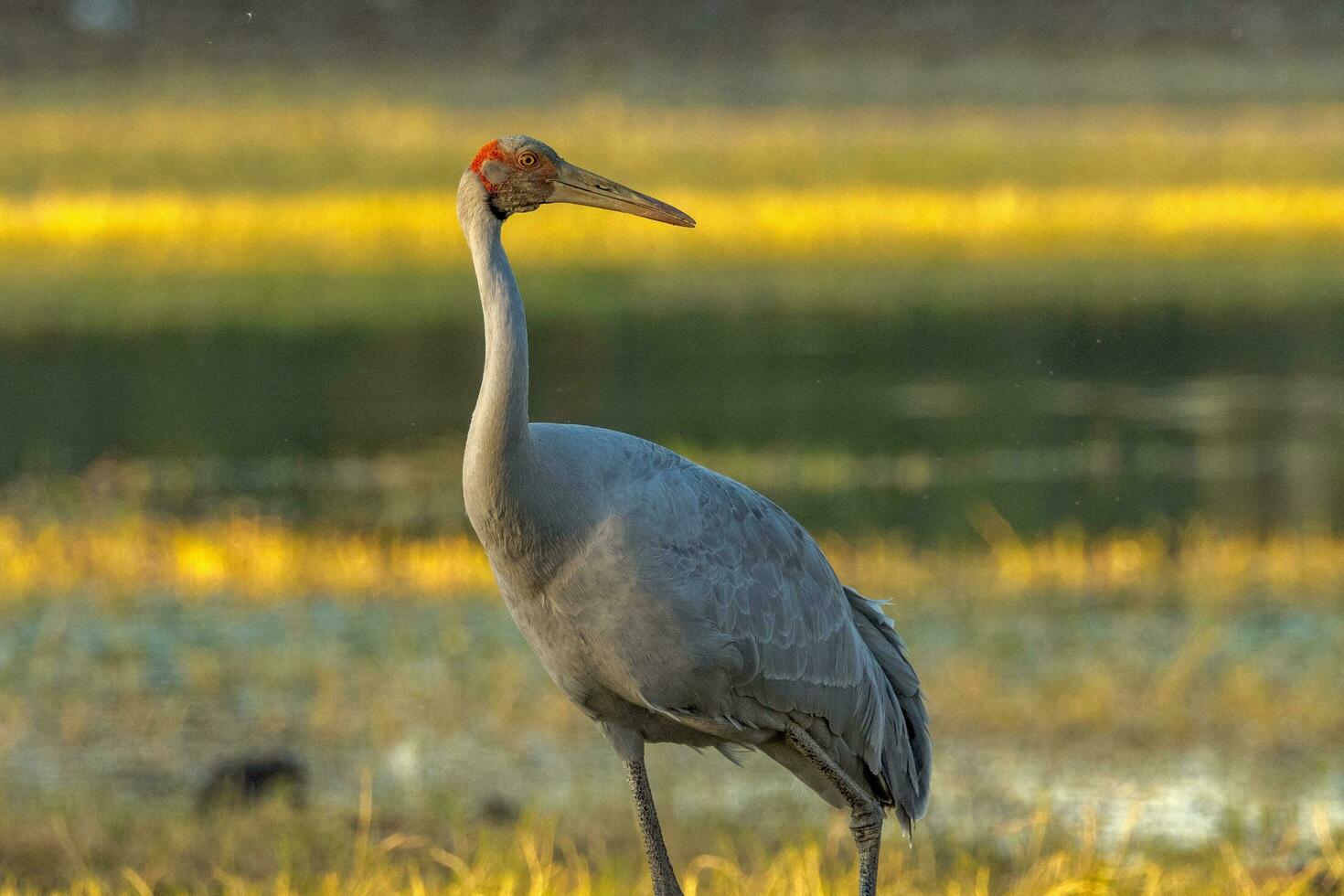 Brolga grua en Australia foto