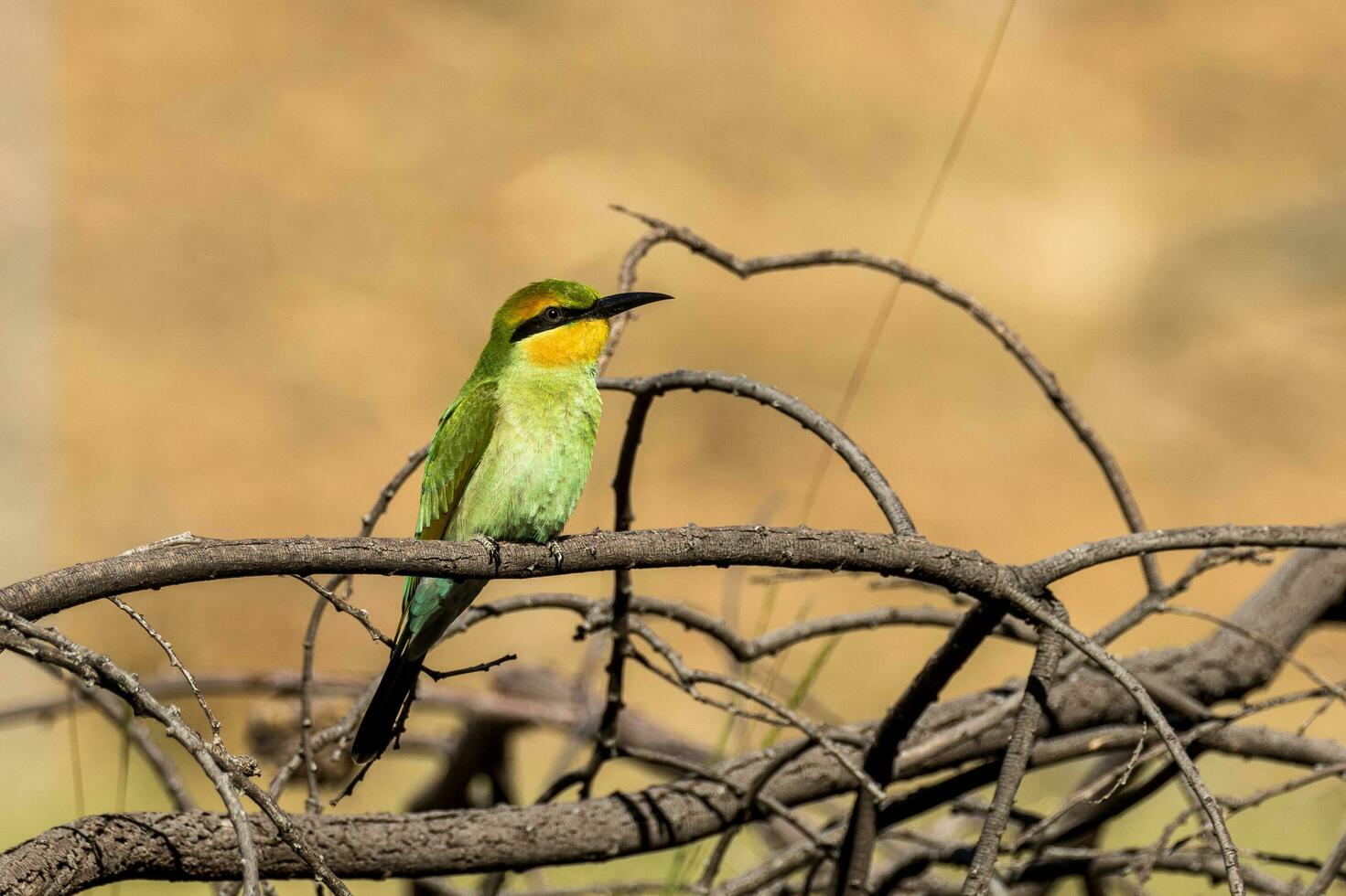 Rainbow Bee-eater in Australia photo