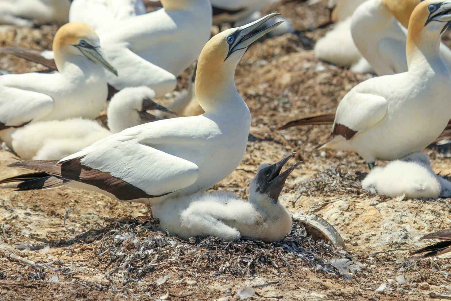 australasiano gannet en australasia foto