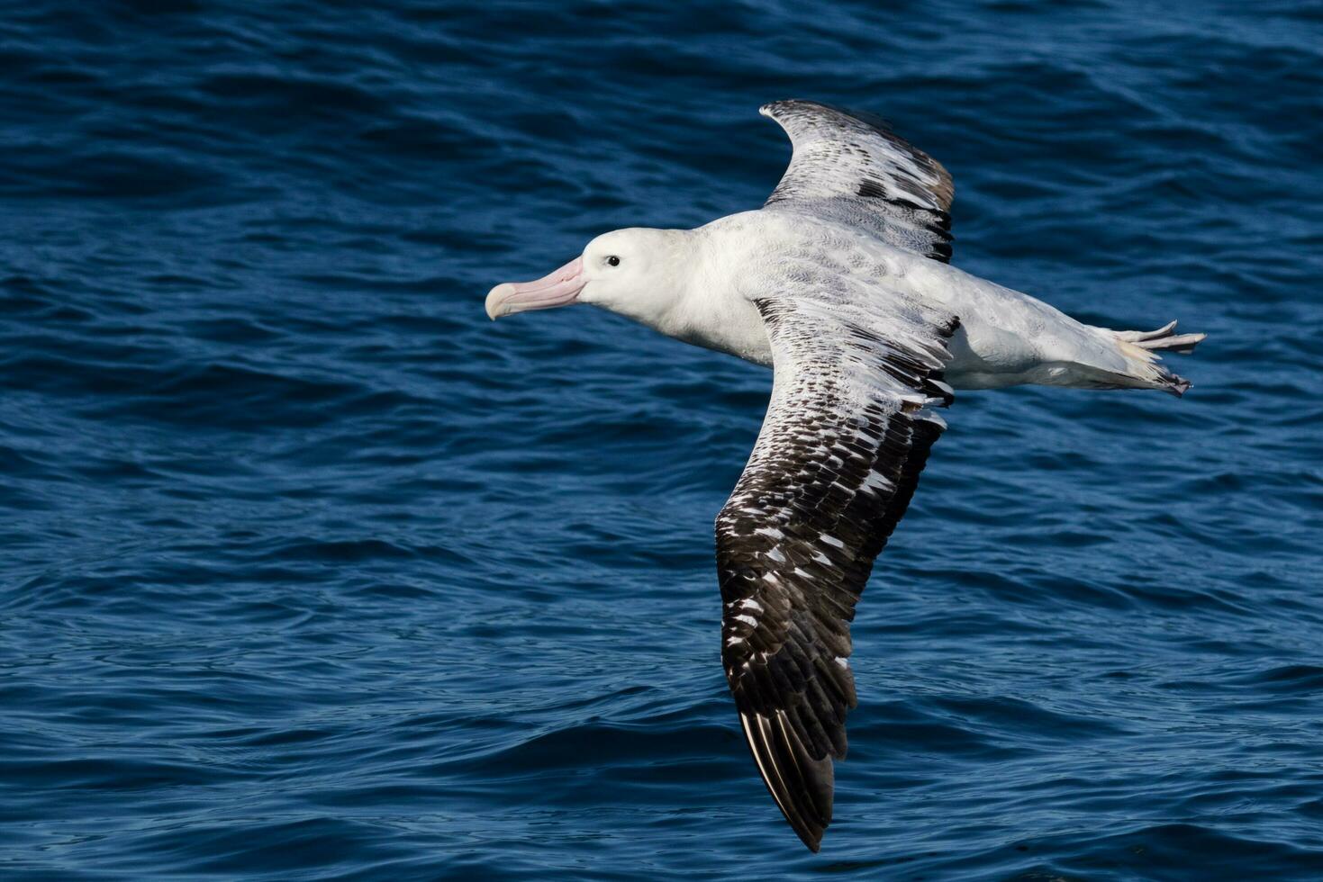 Gibson's Wandering Albatross in Australasia photo