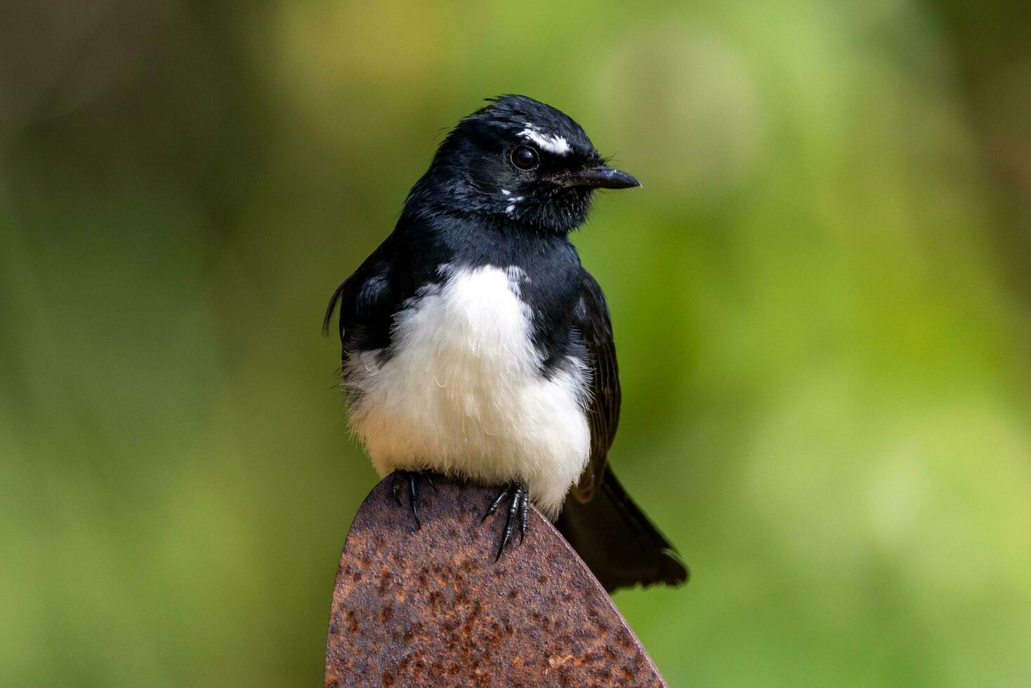 Willy Wagtail in Australia photo