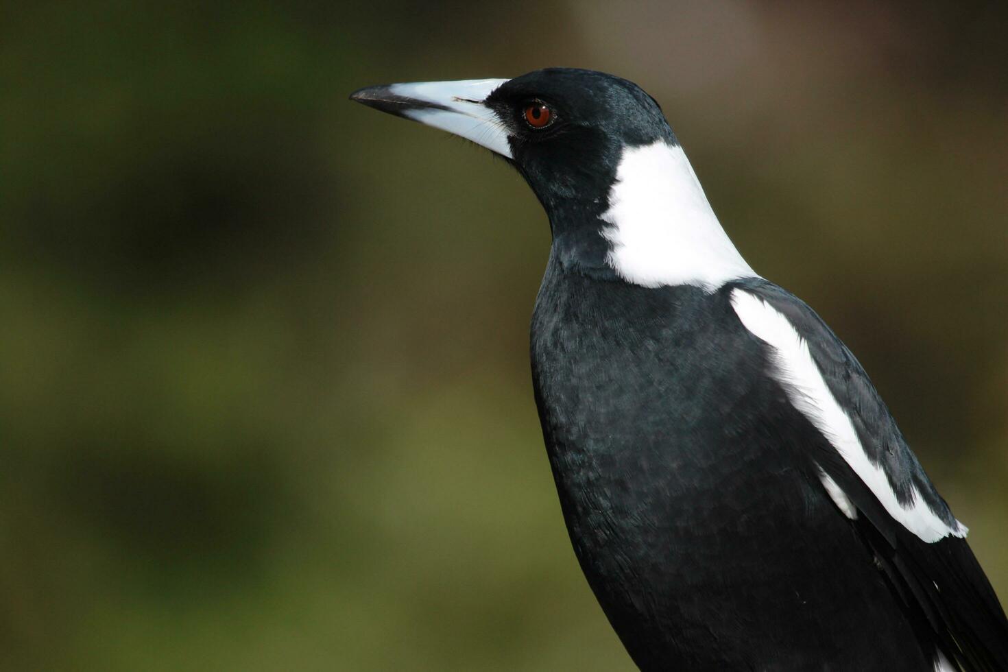 Australasian Magpie in Australia photo