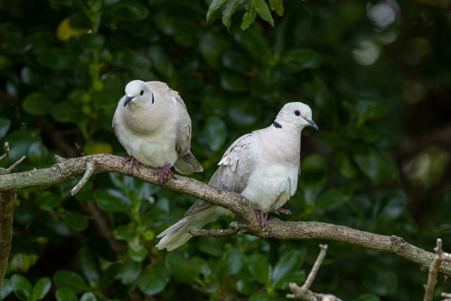 African Collared Dove photo