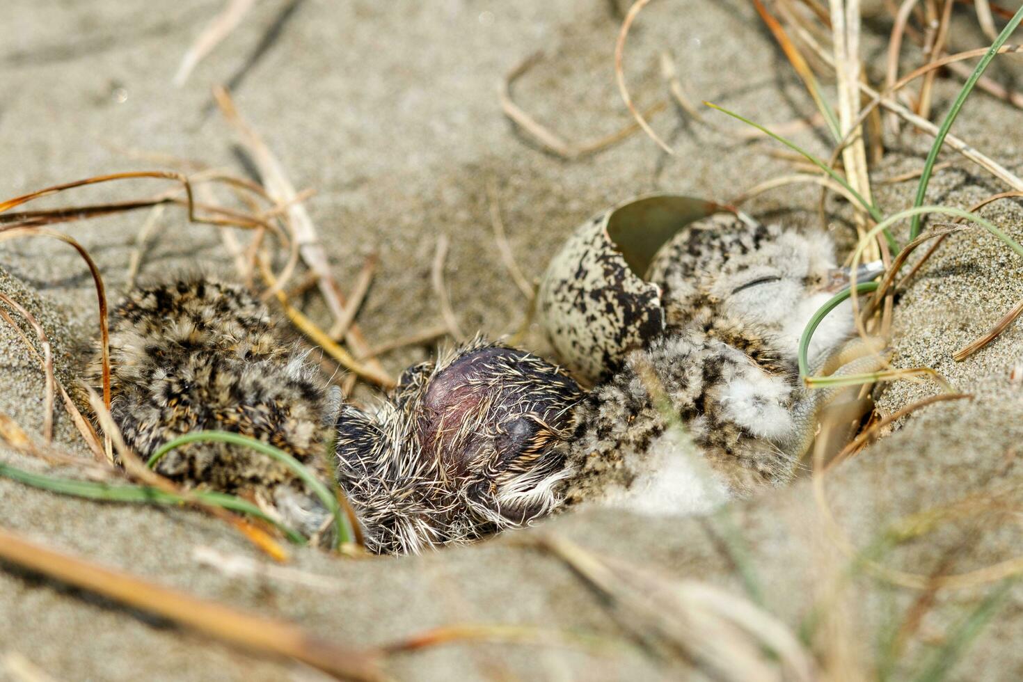 Double-banded Dotterel in New Zealand photo