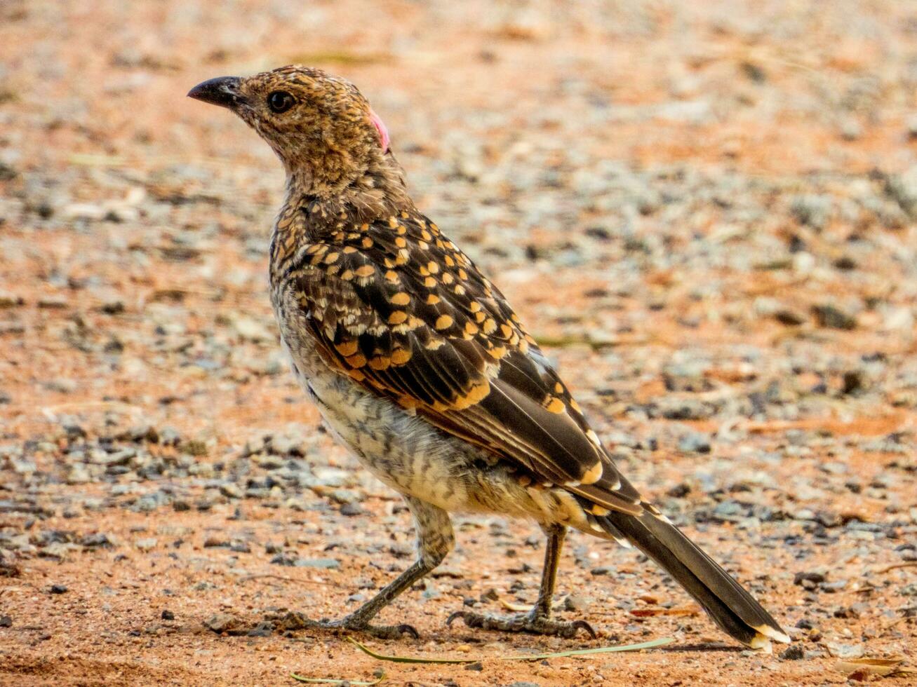 Spotted Bowerbird in Australia photo