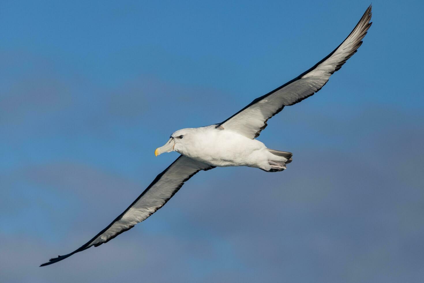 White-capped Mollymawk Albatross photo