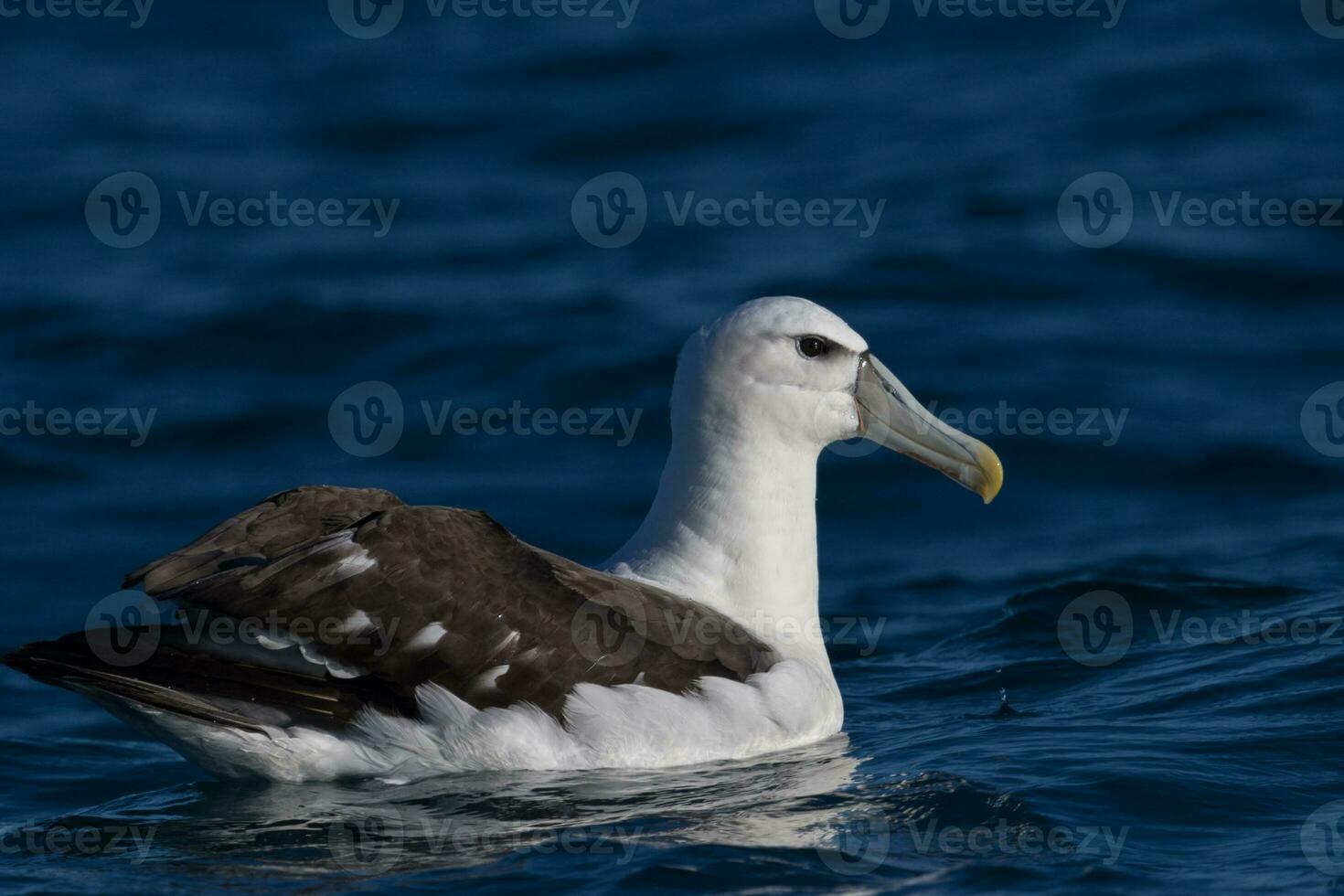 White-capped Mollymawk Albatross photo