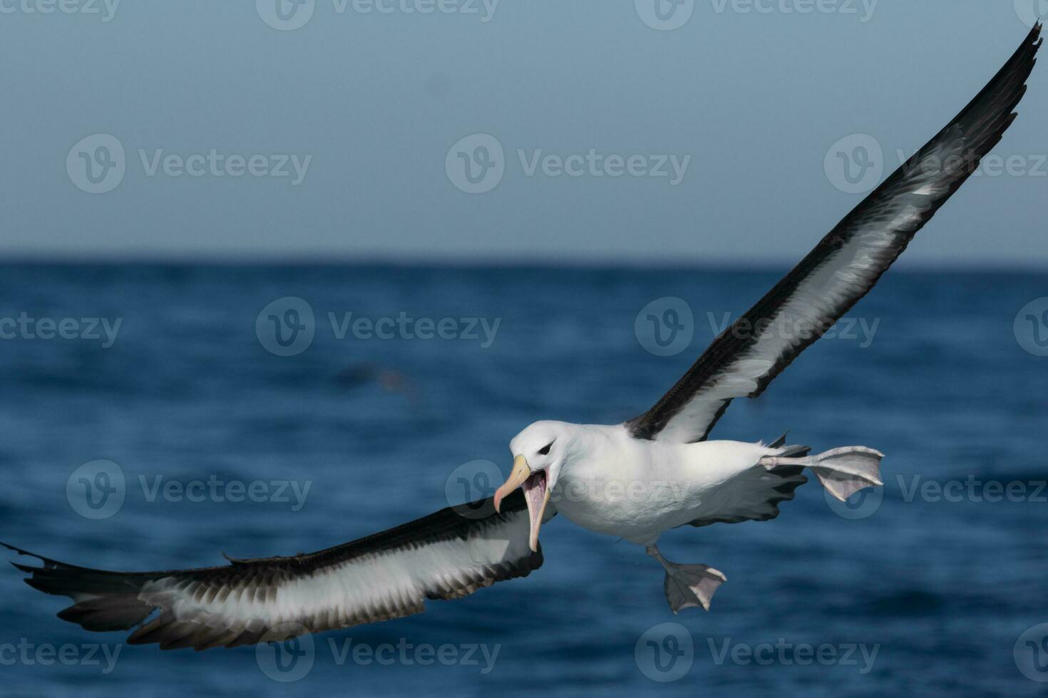 Black-browed Albatross in Australasia photo