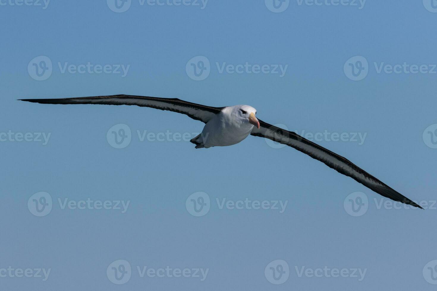 Black-browed Albatross in Australasia photo