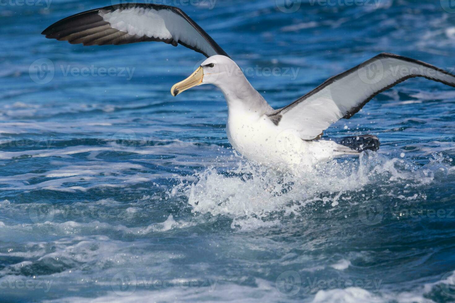 Salvin's Mollymawk Albatross photo