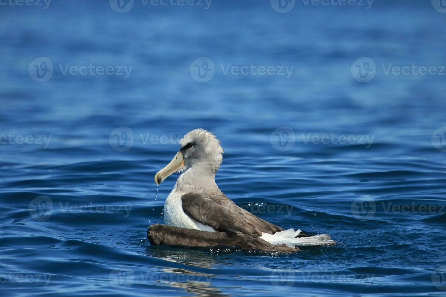Salvin's Mollymawk Albatross photo