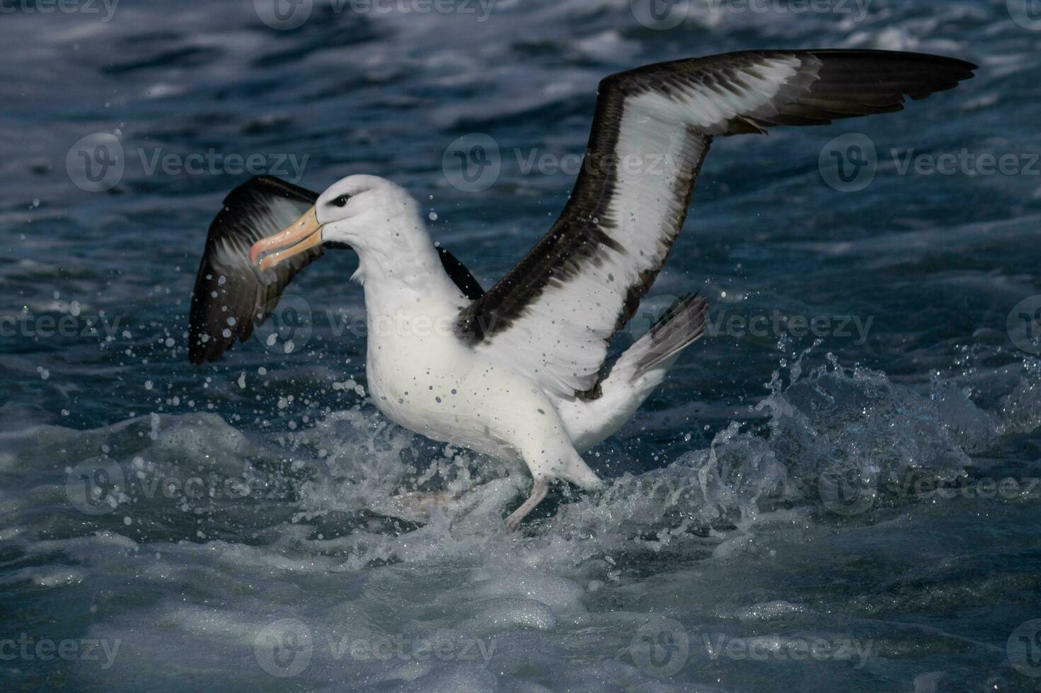 Black-browed Albatross in Australasia photo