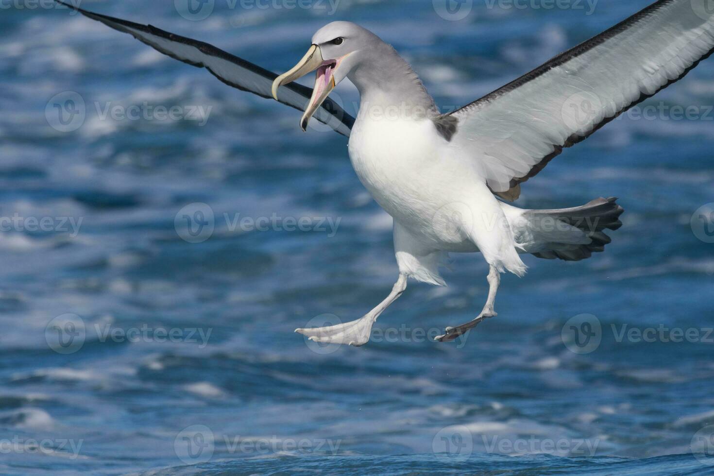Salvin's Mollymawk Albatross photo