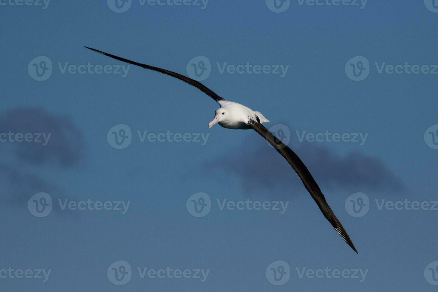 Northern Royal Albatross photo