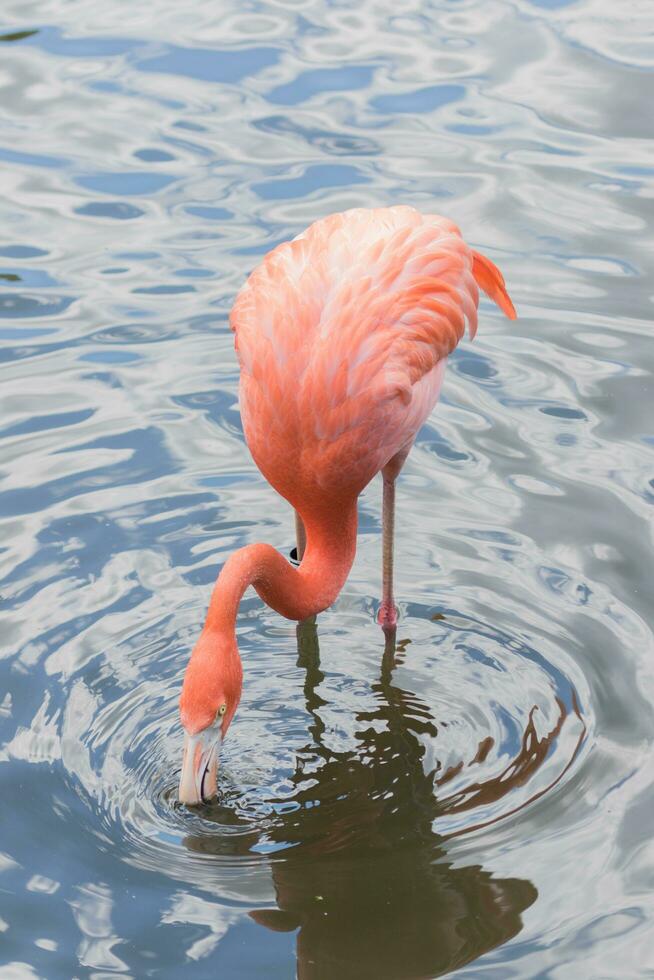Andean Pink Flamingo photo