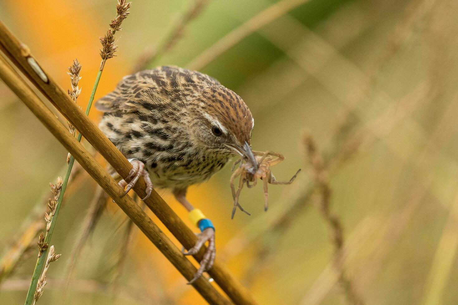 North Island Fernbird of New Zealand photo