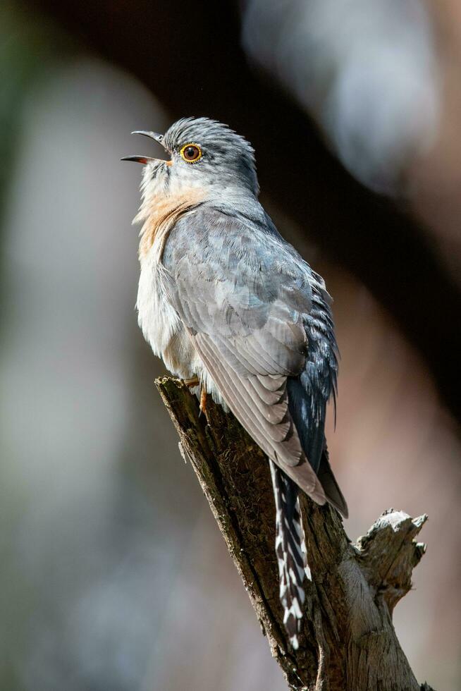 Fan-tailed Cuckoo in Australia photo