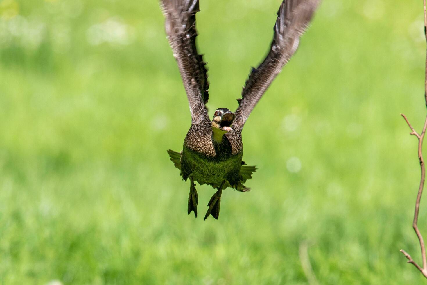 Pacific Black Duck photo