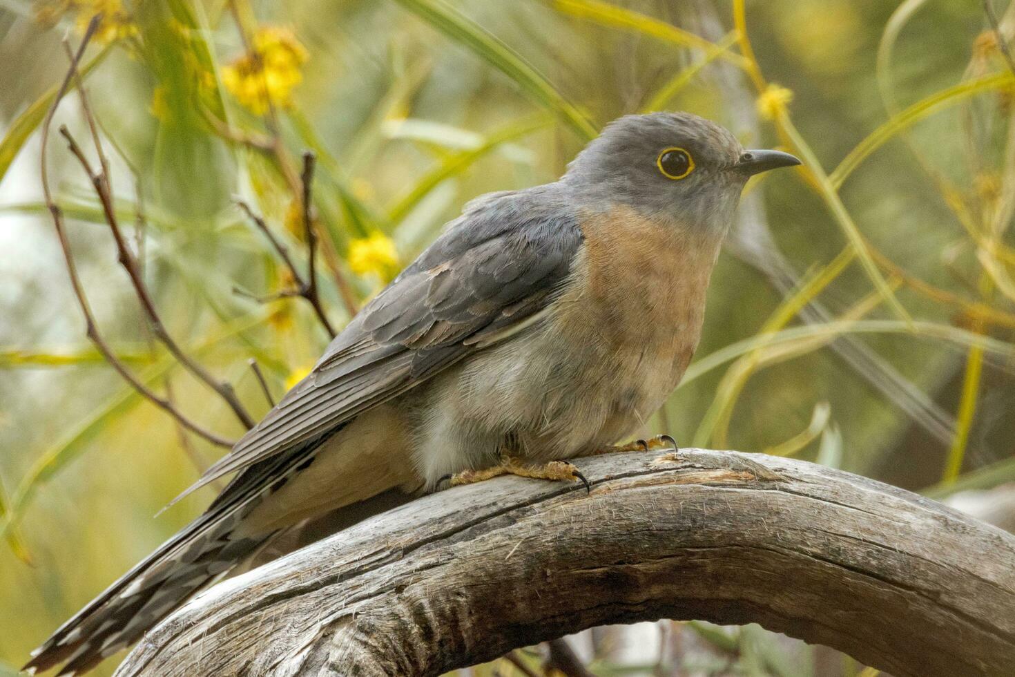 Fan-tailed Cuckoo in Australia photo