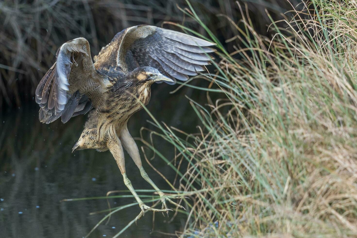 Australasian Bittern in New Zealand 24737923 Stock Photo at Vecteezy