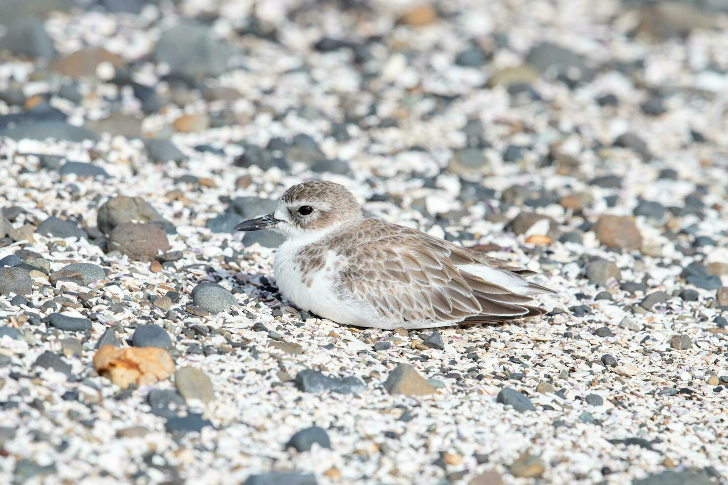 New Zealand Dotterel photo