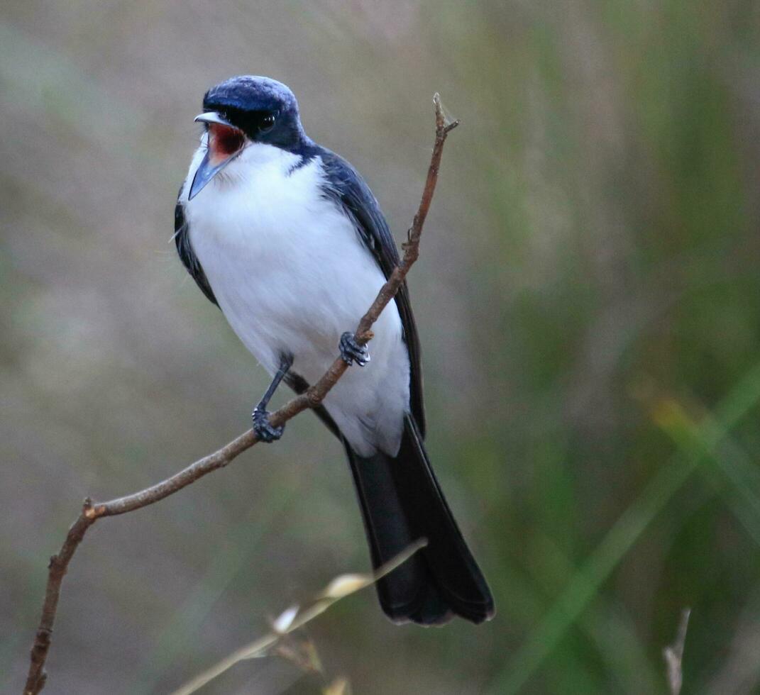 Restless Flycatcher in Australia photo