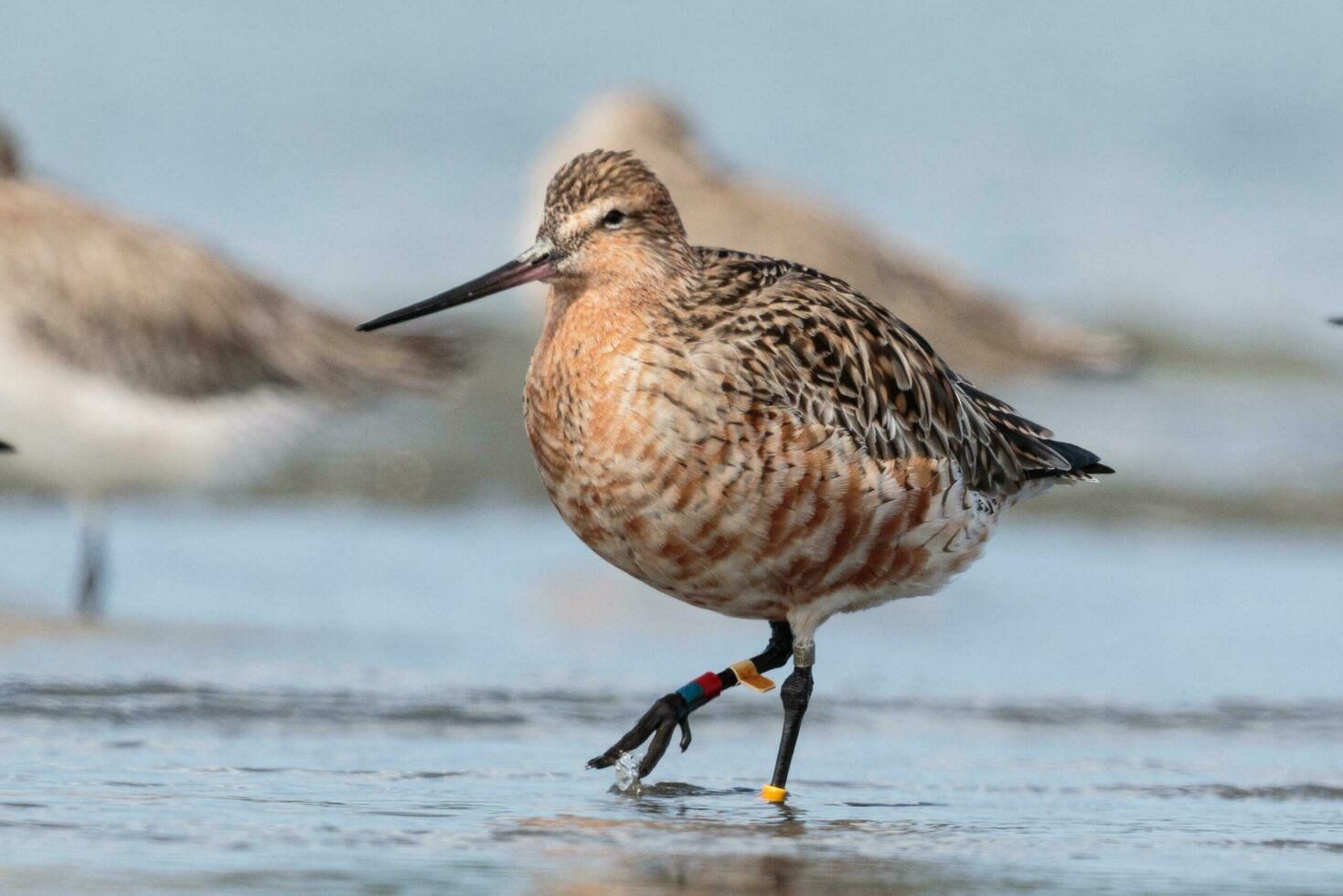 Bar-tailed Godwit in Australasia photo