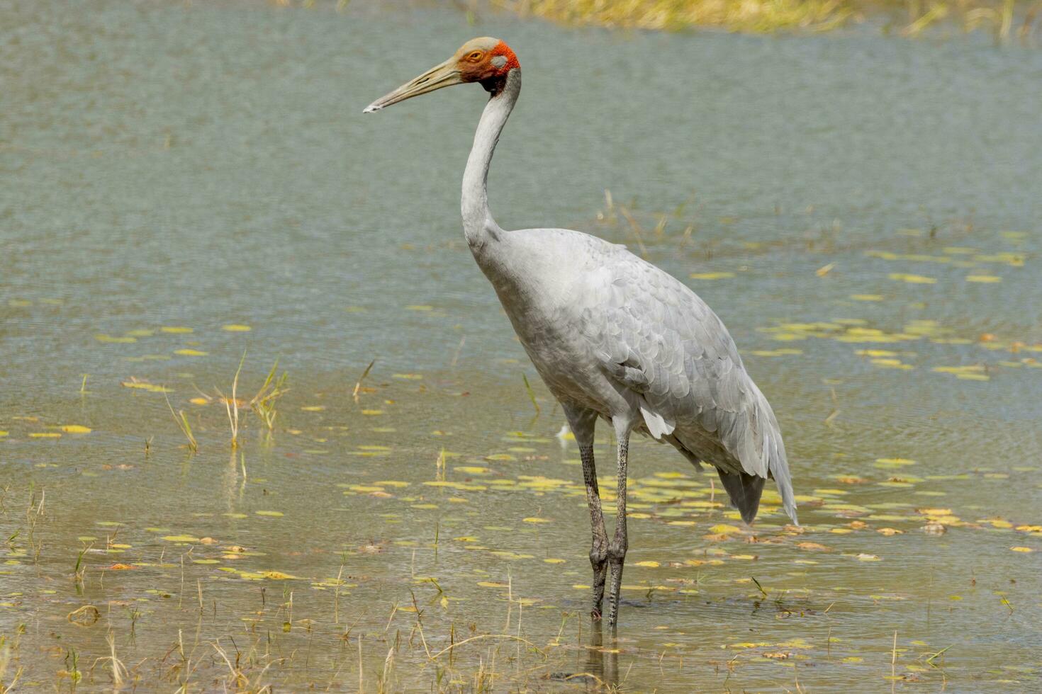 Brolga Crane in Australia photo