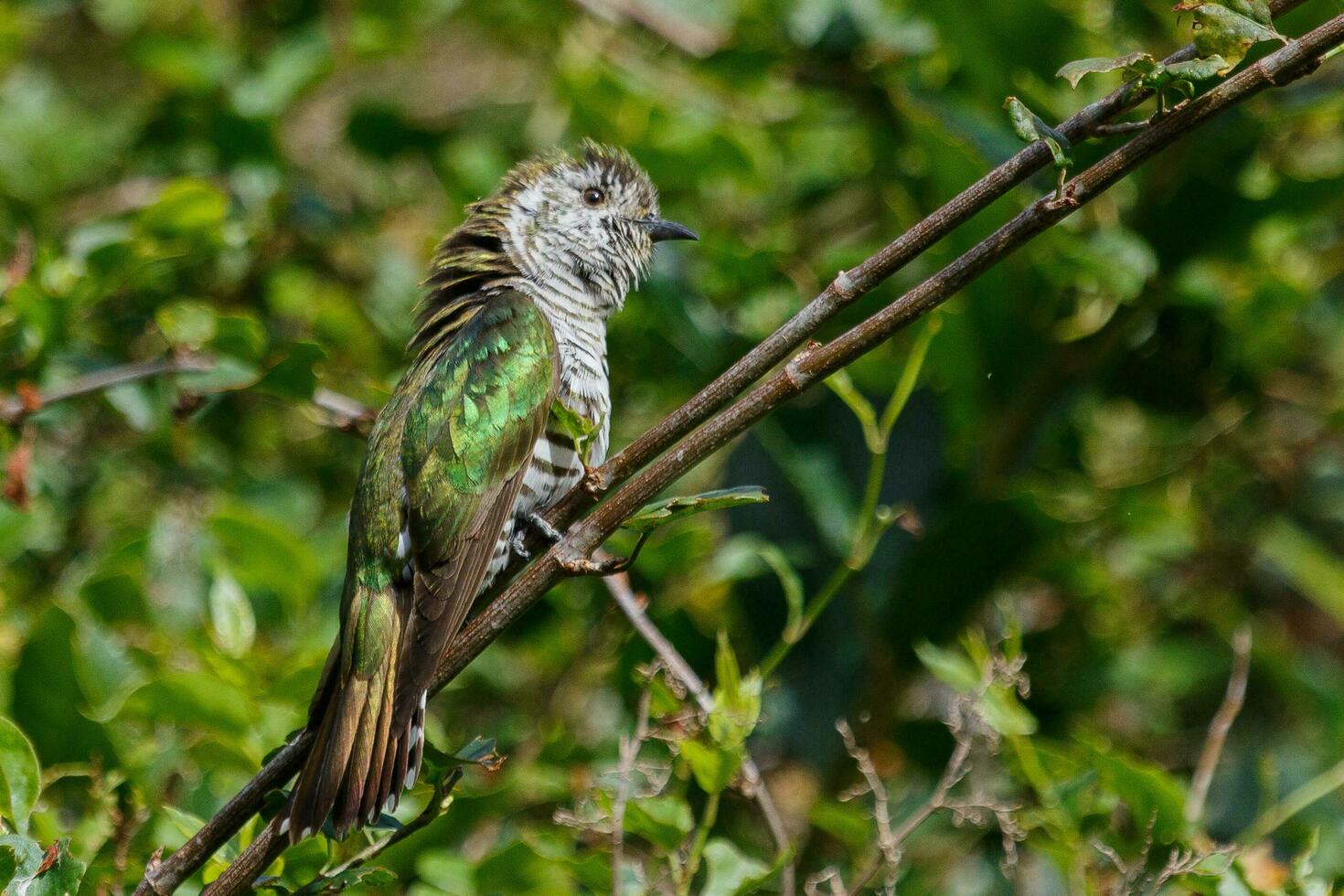 Shining Bronze Cuckoo photo