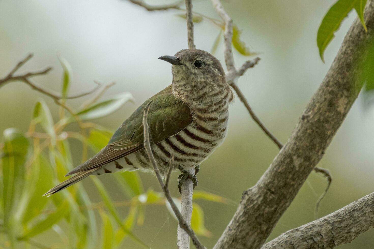 Shining Bronze Cuckoo photo