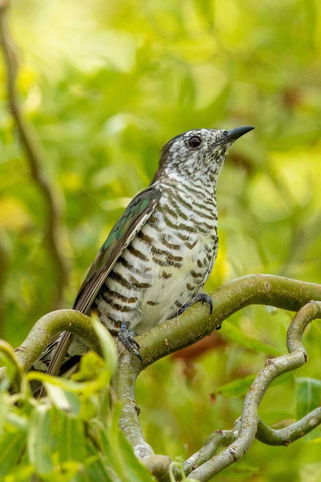 Shining Bronze Cuckoo photo