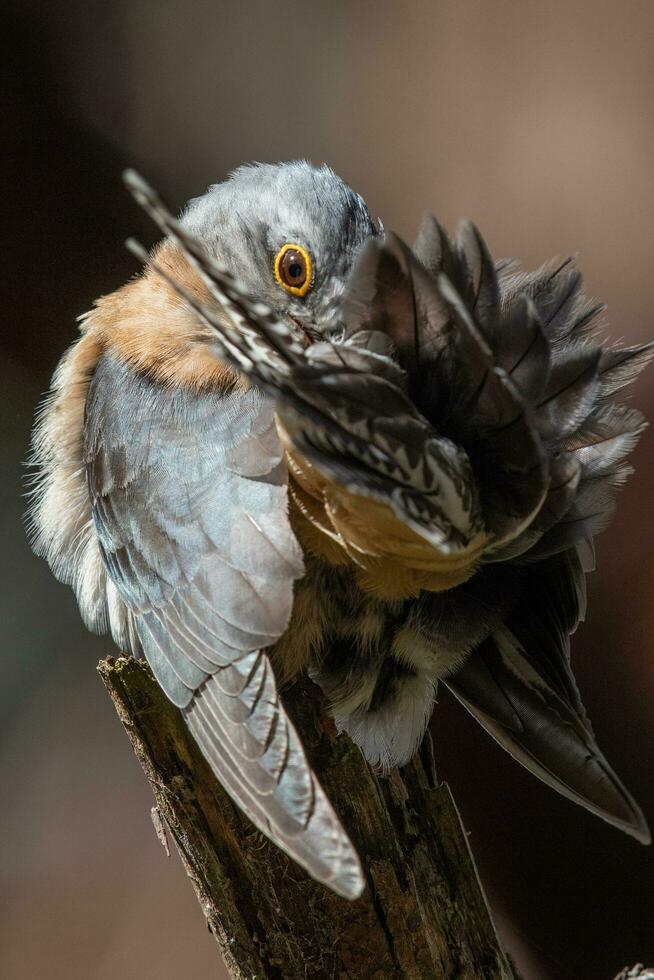 Fan-tailed Cuckoo in Australia photo