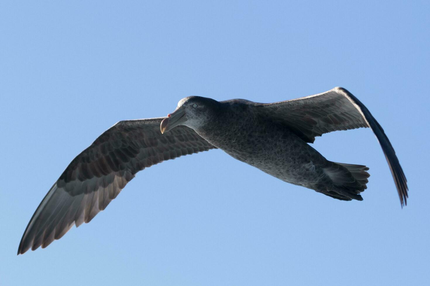 Northern Giant Petrel photo