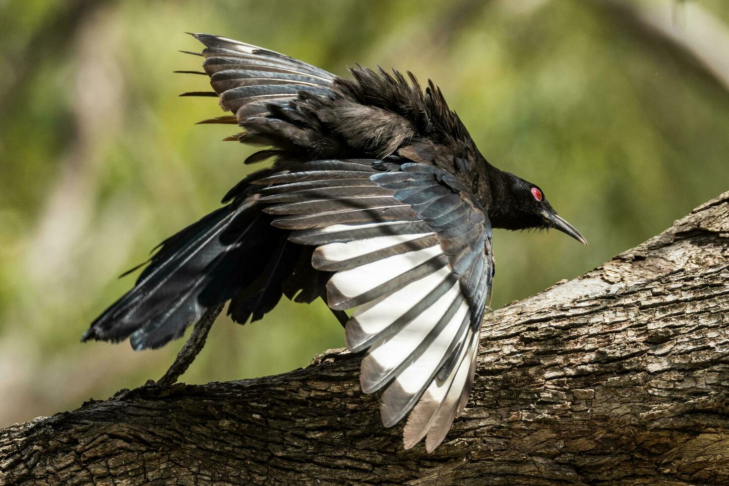 White-winged Chough in Australia photo