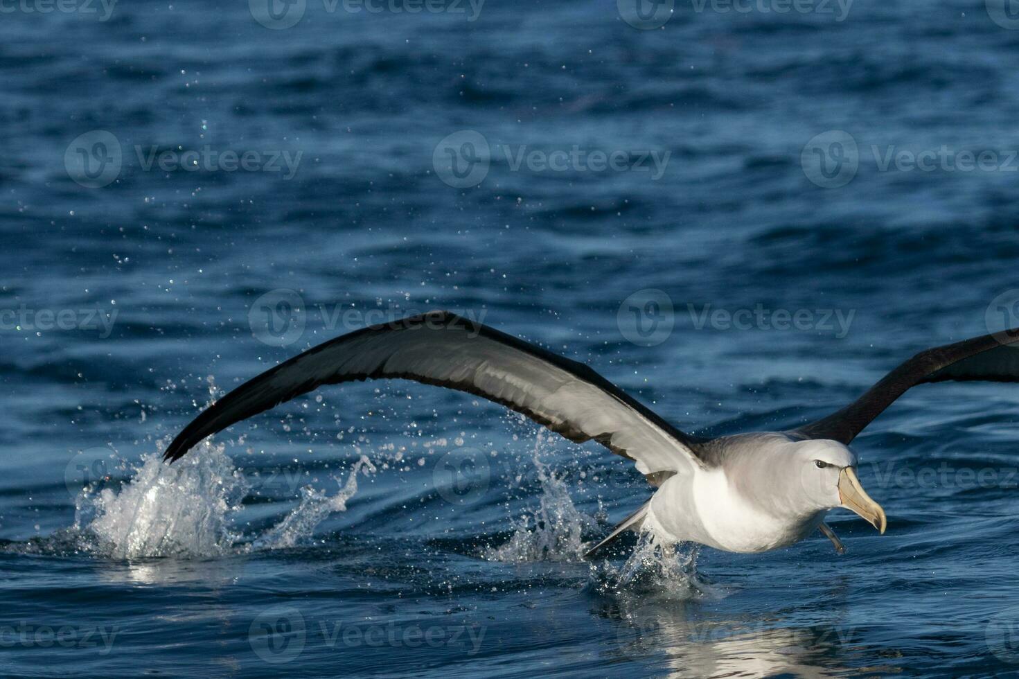Salvin's Mollymawk Albatross photo