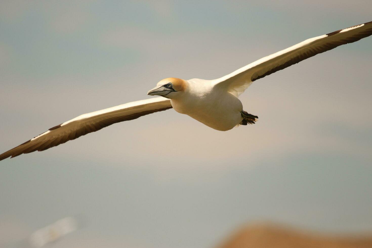 australasiano gannet en australasia foto