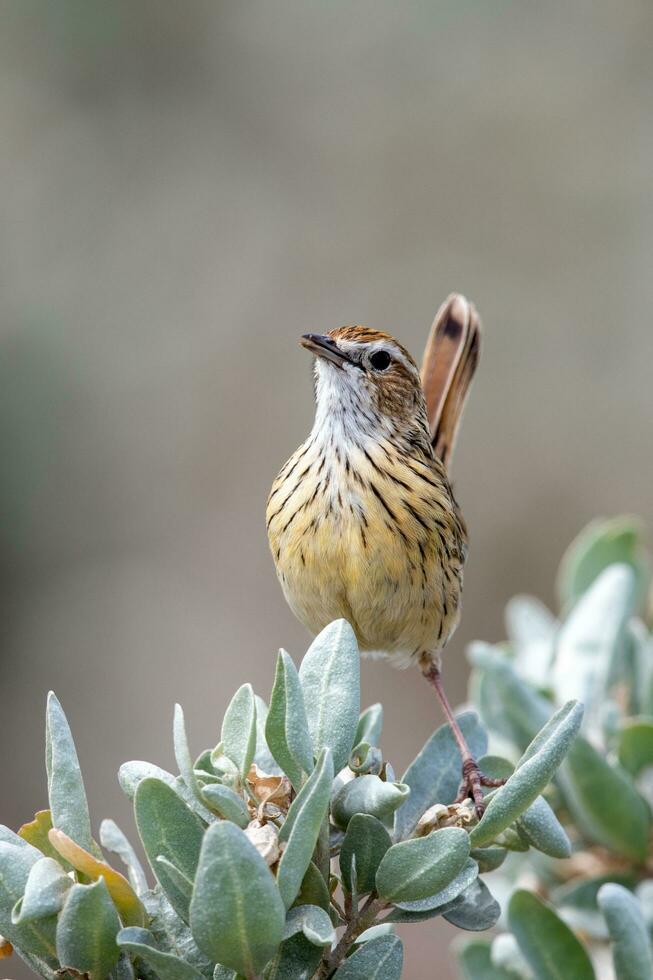 Striated Fieldwren in Australia photo