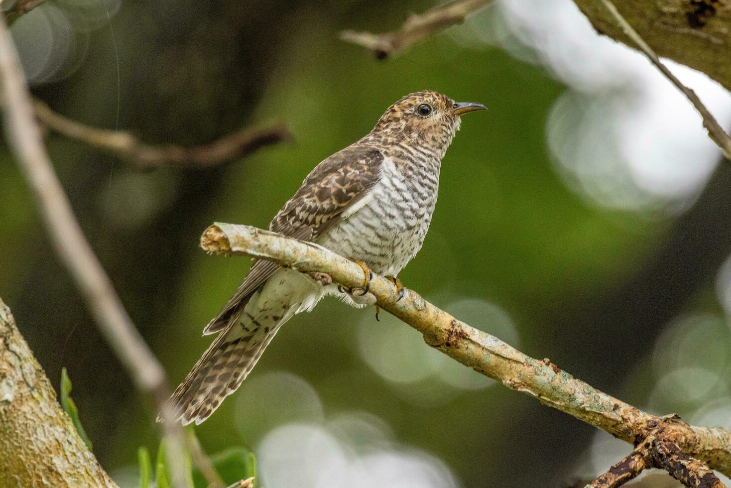 Brush Cuckoo in Australia photo