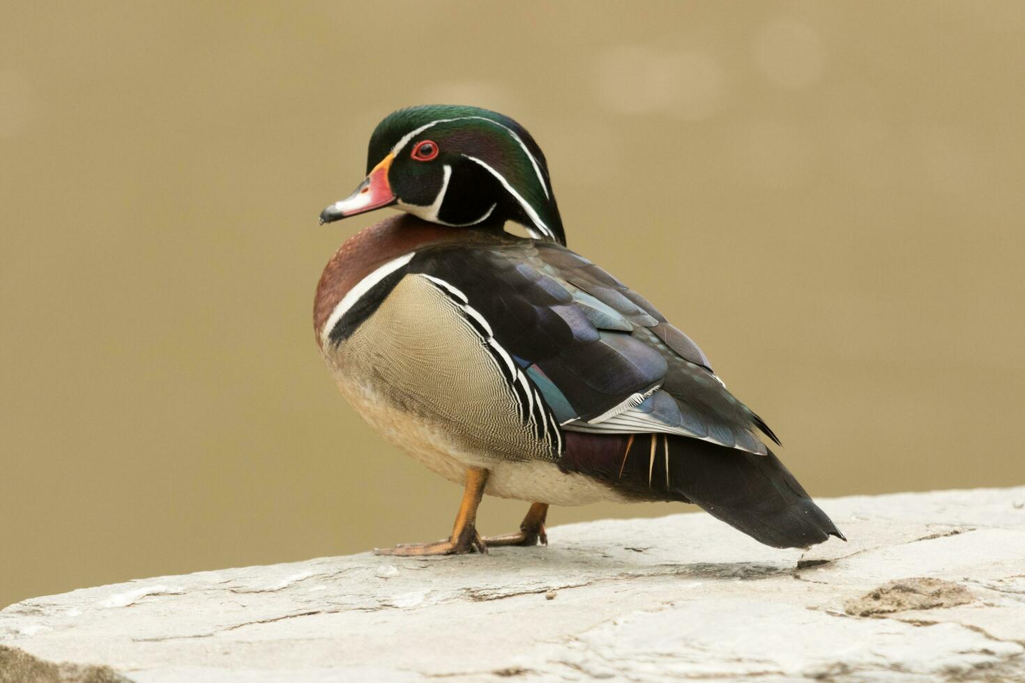 American Wood Duck photo