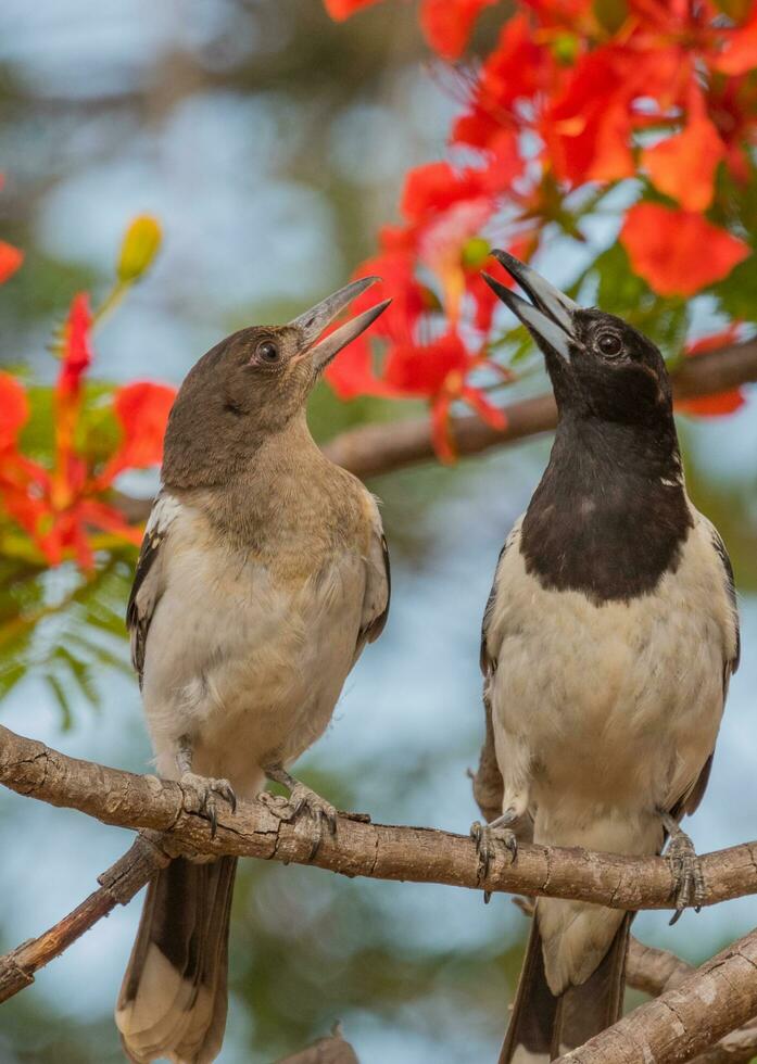 de varios colores pájaro carnicero en Australia foto