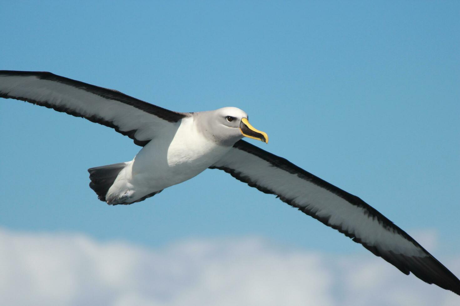 Buller's Mollymawk in New Zealand photo